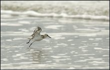 Sanderling (Calidris alba)