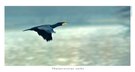 Kormoran - ND