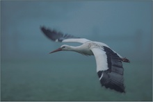 London Heathrow... dichter Nebel [ND]