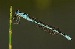 Becher-Azurjungfer (Enallagma cyathigerum)