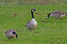 Der Wächter ND