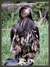 Seeadler