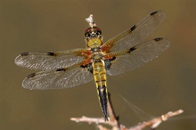 Vierfleck (Libellula quadrimaculata)