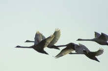 Jungschwäne im Flug