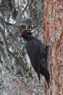 Schwarzspecht ND