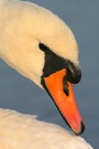 Höckerschwan ( Cygnus olor )