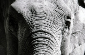 Elefant S/W ZO