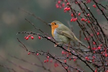 Rotkehlchen (Erithacus rubecula) ND