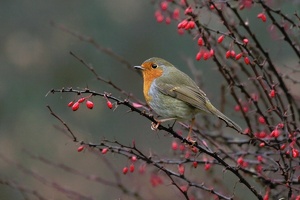 Rotkehlchen (Erithacus rubecula) ND