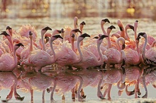 Zwergflamingos (Phoenicopterus minor)