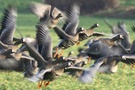 Blässgänse ( Anser albifrons )