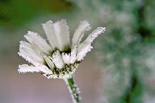 Eisblume [ND]