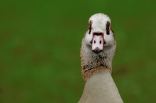 Nilgans frontal ND