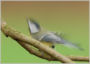 Abflug einer Kohlmeise (Parus major)