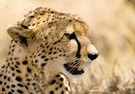 Gepard in der Masai Mara [ND]