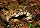 Grasfrosch ND