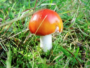 Junger Amanita muscari