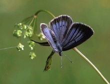 Heller Wiesenknopf-Bläuling