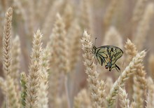 Farbtupfer... (ND)