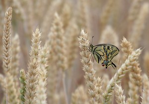 Farbtupfer... (ND)