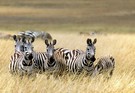 Zebras in der heißen Savanne [ND]