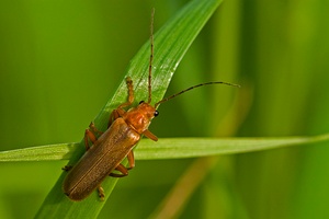 Weichkäfer