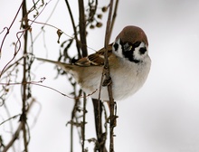 Der Feldsperling (Passer montanus Linnaeus).