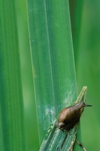 Bernsteinschnecke ND