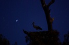 Storch im Mondlicht ND