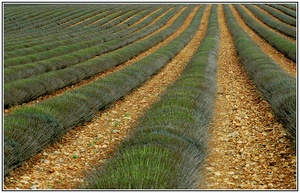 Lavendel im Herbst