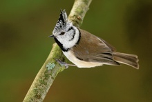 Haubenmeise (Parus cristatus Linnaeus)