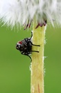 Hallo, mein Name ist Fliege (ND)