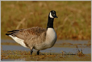 Kanadagans (Branta canadensis)