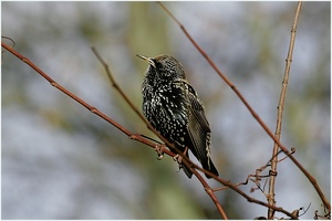 Amsel,Drossel,Fink und Star