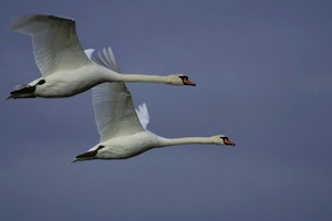 Schwanenpaar im Flug ND