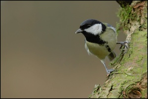 Kohlmeise (Parus major)