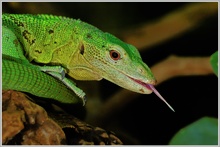 Smaragdwaran (Varanus prasinus)