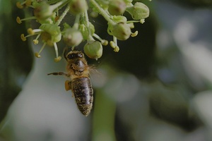 Biene im Flug