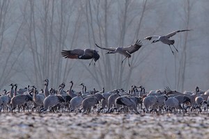 Kraniche im Landeanflug