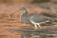 Dreifarbenreiher (Egretta tricolor)