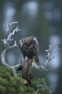 Golden eagle with pine marten