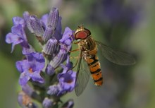 Schwebfliege am Lavendel