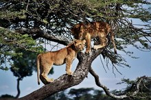 Masai Mara