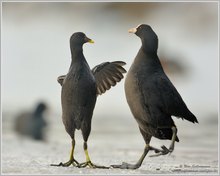 Neulich im Bundestag