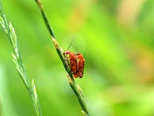 Rote Weichkäfer