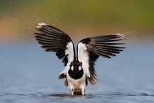 Vergnügen im Wasser