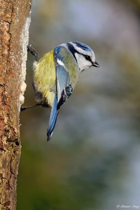 Blaumeise in Spechtmanier