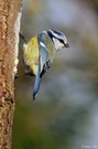 Blaumeise in Spechtmanier