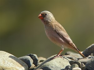 Wüstengimpel