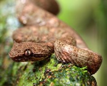 Giftige Schönheit aus Costa Rica